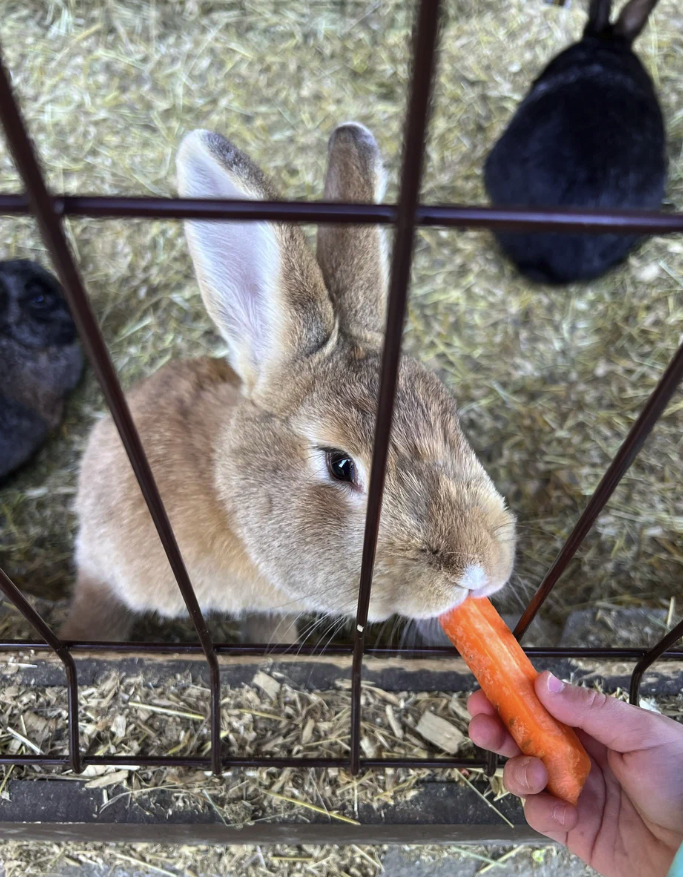 Зоопарк — кролик